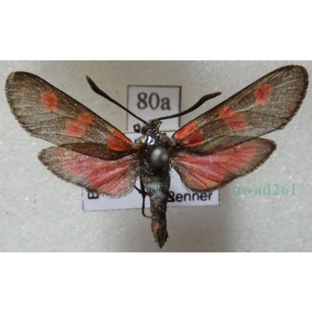 Zygaena lonicerae (Scheven, 1777) Czech80a